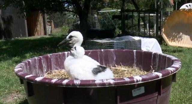 Videón a mentett apróság: anyja lökhette ki a fészekből a gólyafiókát Szentistvánon