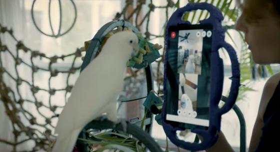 Egy szívmelengető kísérletben kiderült, hogy a papagájok is szeretnek videótelefonálni a barátaikkal