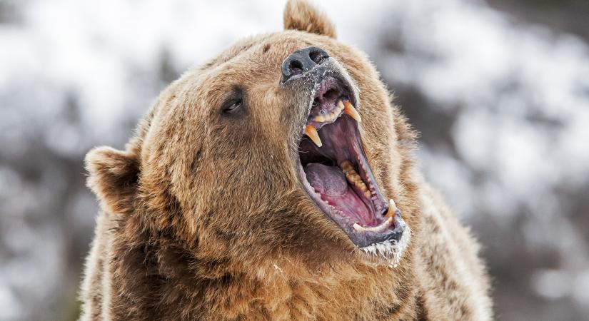 "Ezt meg kell állítani, mert nagyon nagy a veszély" - egyre több a panasz a túlszaporodott medveállományra