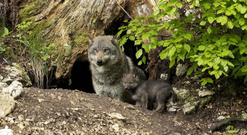 Több farkast lőhetnek ki Svájcban