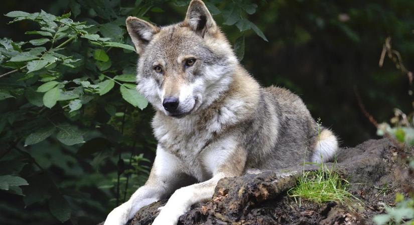 Egy új rendelet miatt ezentúl jóval több farkast lőhetnek ki Svájcban