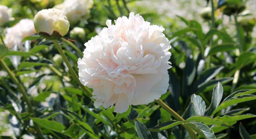 Így gondozd a pünkösdi rózsát - 9 tipp, hogy sokáig virágdíszben pompázzon!