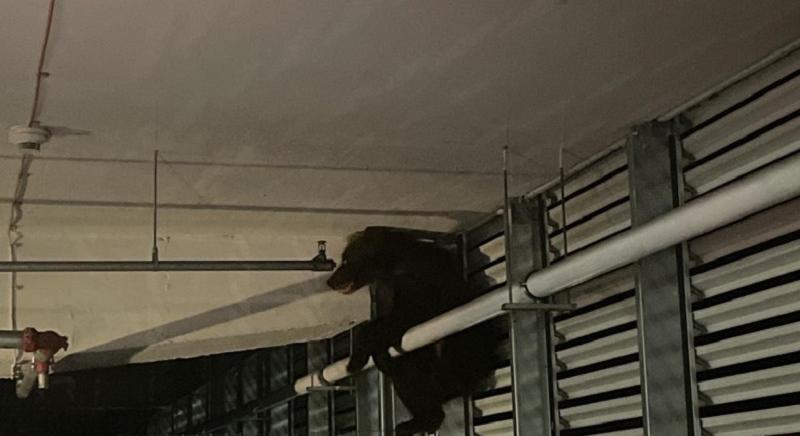 Lezuhant egy medve a brassói bevásárlóközpont parkolójában