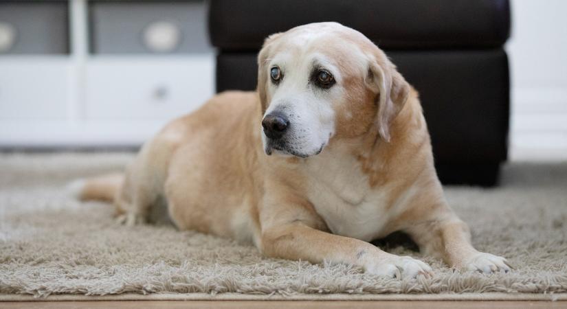 Összefogtak a kutyások: gazdit találtak a meggyilkolt hajléktalan férfi idős kutyusának