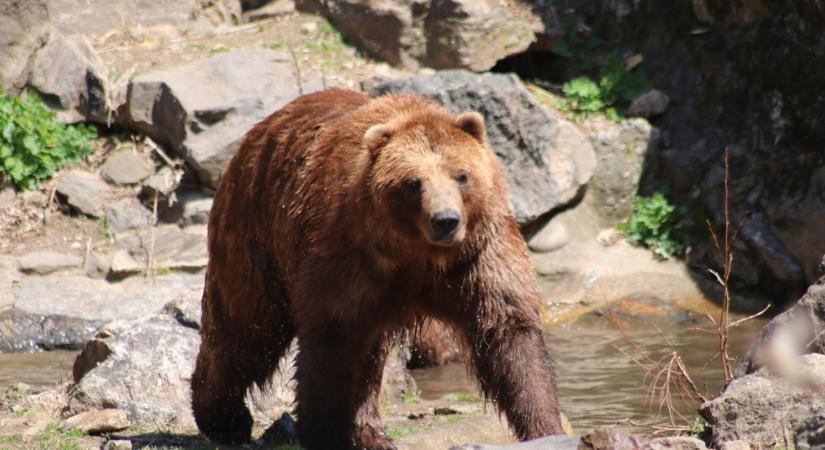 Súlyosan megsérült egy plázázó medve