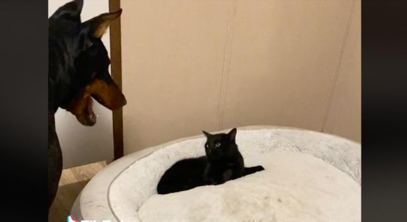 Befeküdt a kutya ágyába a cica, a dobermann reakcióján könnyezve nevet a világ - Videó