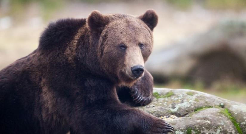 Óriásit zuhant egy medve egy parkolóházból Romániában