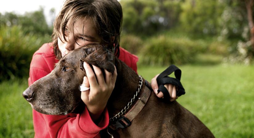 Rengeteg kutyatartó nem tudja: durva kórok támadnak, egy vagyonba kerül a gyógyítás