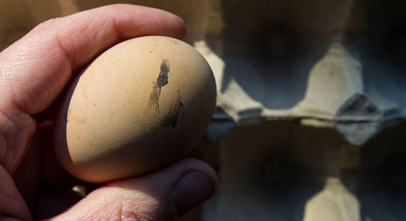 Húszezer koszos, penészes tojásnak állták útját, békéscsabai telephelyre vitték