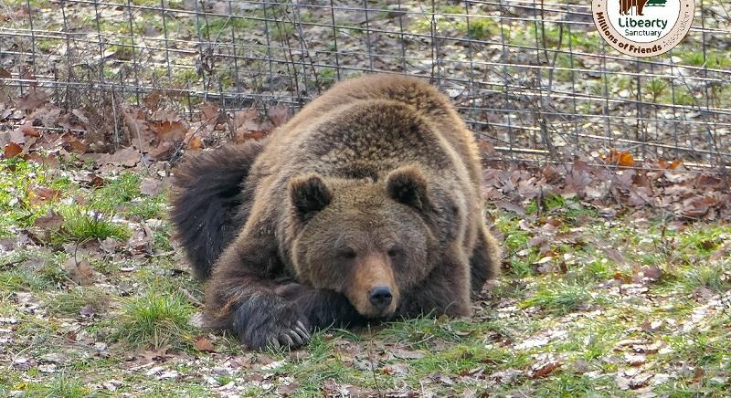 Épülhet az ország legnagyobb medve-rehabilitációs központja