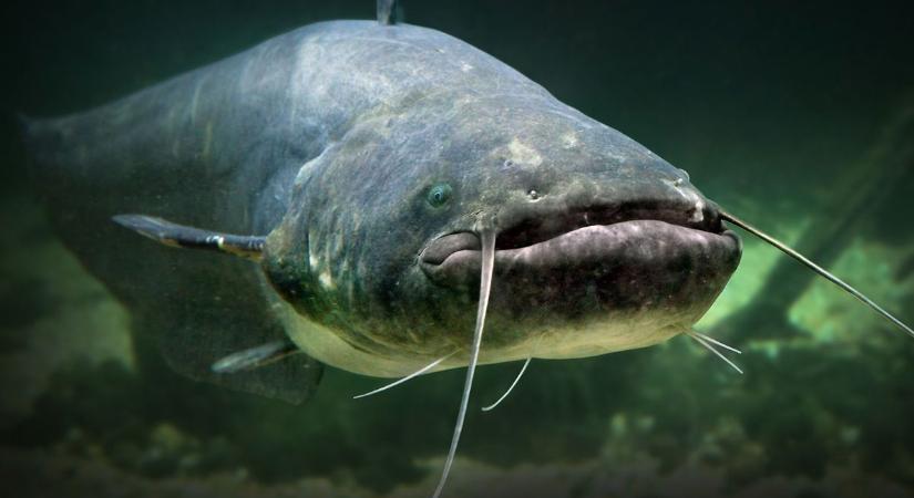 Brutálisan nagy halszörnyet fogott egy nemesnádudvari horgász