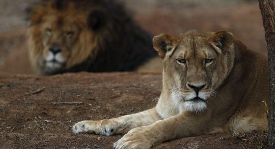 Videó: a szafariautó tetején szexelt oroszlán