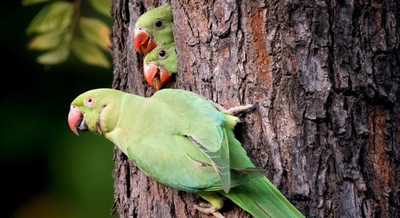 Szenzációt okozott a holt nyelven beszélő papagáj, a tudósok nem akartak hinni a fülüknek