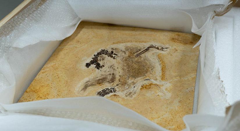 Ritka dinoszauruszkövületet adott vissza Németország Brazíliának