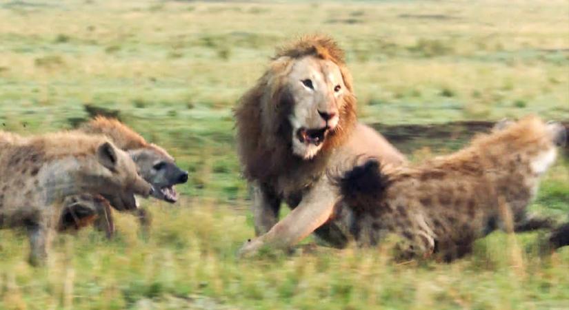 Akciófilmbe illő jelenetet rögzítettek egy oroszlán és egy falka hiéna vérre menő harcáról