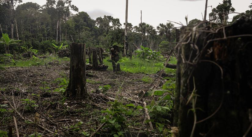 A legfontosabb emberét veti be a brazil elnök, hogy véget vessen az erdőírtásnak
