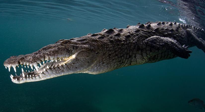 Szűznemzéssel szült egy krokodil