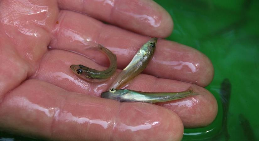 Ezer apró, előnevelt ragadozó hal talált új otthonra a mátraterenyei horgásztó vizében