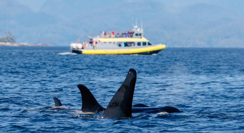 Gyilkos bálnák vadásznak a Gibraltári-szoroson átkelő hajókra