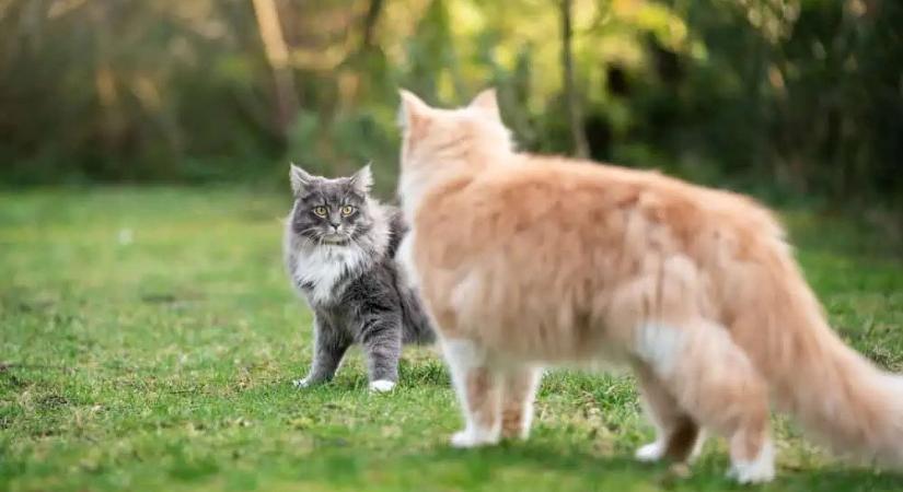 Egyetlen injekció ivartalaníthatja a nőstény macskákat