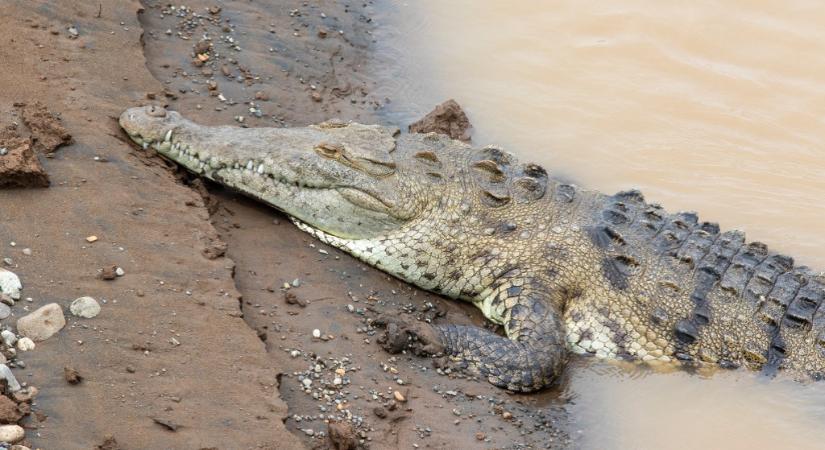 Először figyeltek meg szűznemzést a krokodiloknál