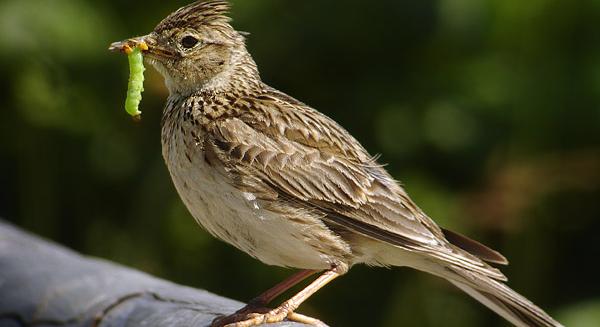 Az intenzív mezőgazdaság óriási pusztítást végez a madárpopulációban