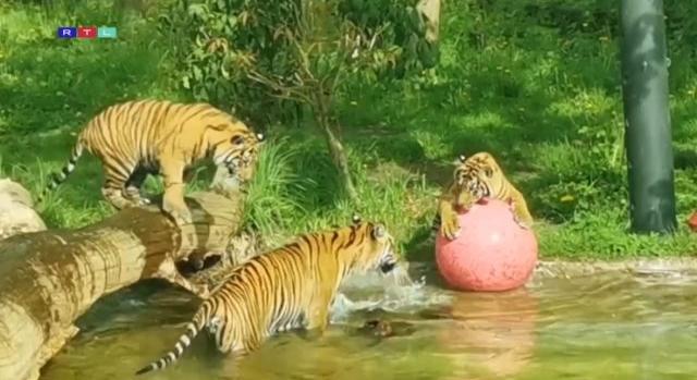 Elképesztően cuki, ahogyan a tigriskölykök labdáznak és pancsolnak a medencében