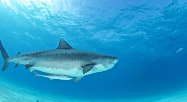 Halálos cápatámadás történt Hurghadán