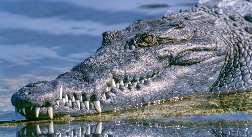 Saját magát termékenyítette meg egy krokodil Costa Ricán