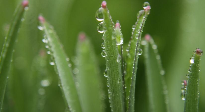 Jól jön a fejlődésben lévő nyári növényeknek az eső