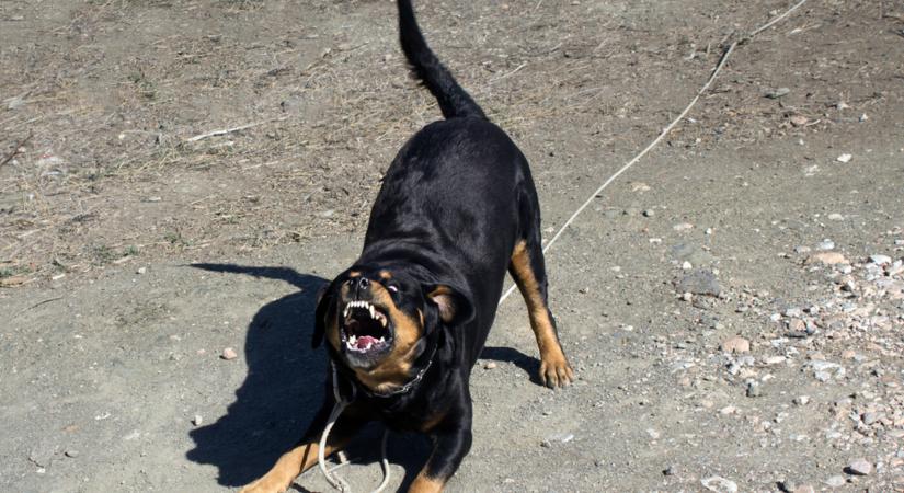 Brutális kutyatámadás: rottweilerek marcangolták szét az áldozat kezét