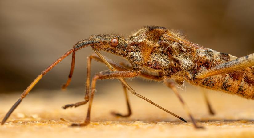 Szúnyog nagyokos: Minden infó a vérszívókról, amit érdemes tudni
