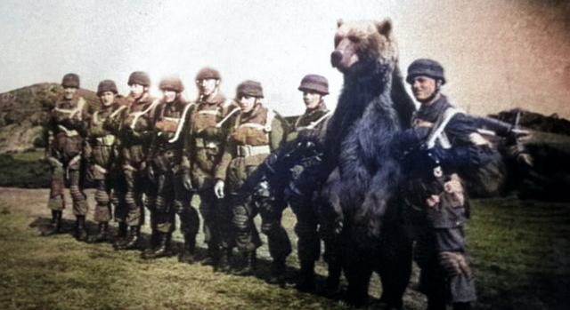 Wojtek a harci medve, aki a lengyelek oldalán küzdött a második világháborúban