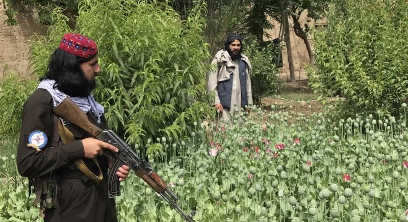 Az ópiumtermesztés a saría ellenére is felszálló ágban van Afganisztánban