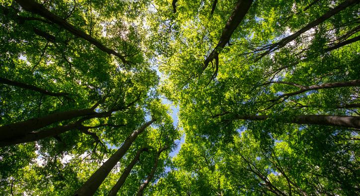 Gigafejlesztés a magyar erdőkben: mutatjuk, mivel várnak minket idén nyáron a gazdaságok