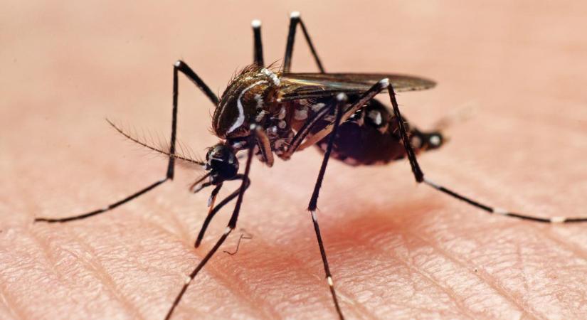 Zavarnak a szúnyogok? Ez a 9 aroma messzire elűzi őket