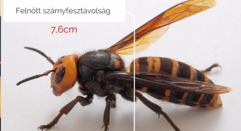 Egyetlen japán lódarázs képes 30-40 ezer méhet lefejezni, majd megenni – pánikhangulat alakult ki az Ázsiából áthurcolt veszélyes faj miatt
