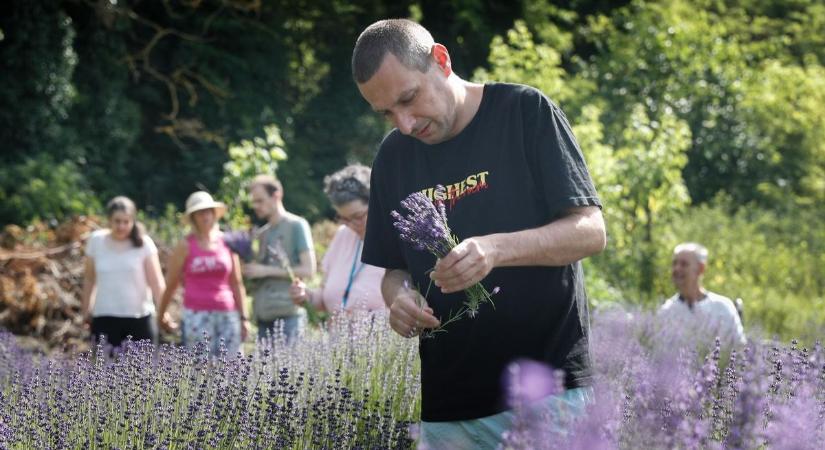 Levendulaszüret Szombathelyen – Az Esőemberke Alapítvány kertjében jártunk - fotók
