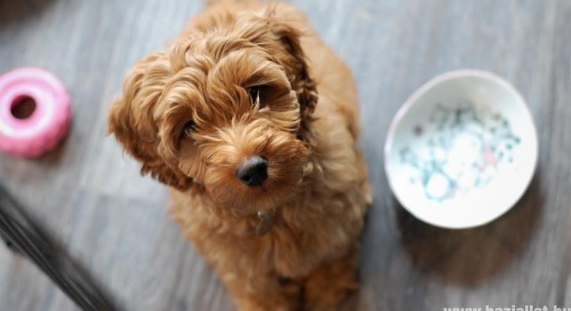 Cuki kutyafajta - a labradoodle