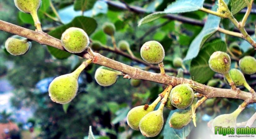 Iraqi füge, vagy Pandzsáb füge (Ficus Palmata) – fajtabemutató