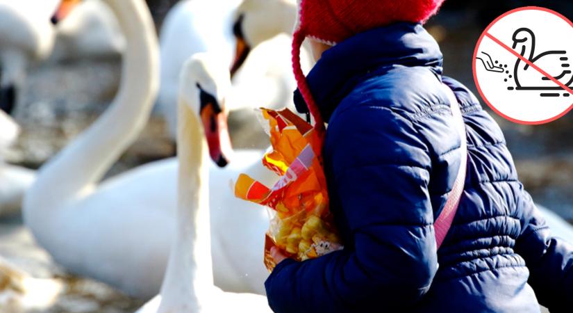 Lakossági felhívás: ne etessük a vízimadarakat!