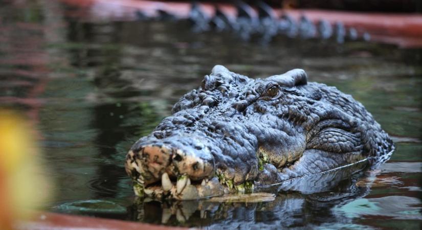 120 éves a világ legnagyobb krokodilja