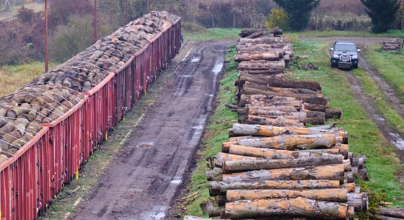 Szemétgyűjtés közben egyeztettek a döntéshozók a vasúti fafuvarozás fejlesztéséről