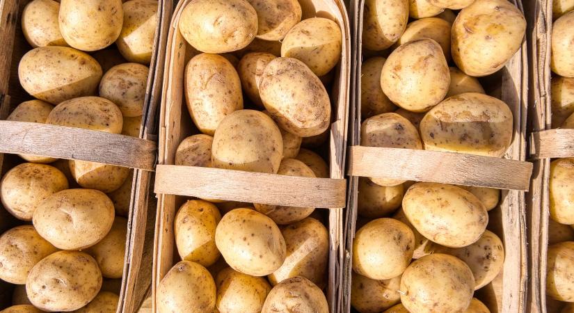 Jelentősen visszaesett a burgonyatermesztés Hargita megyében