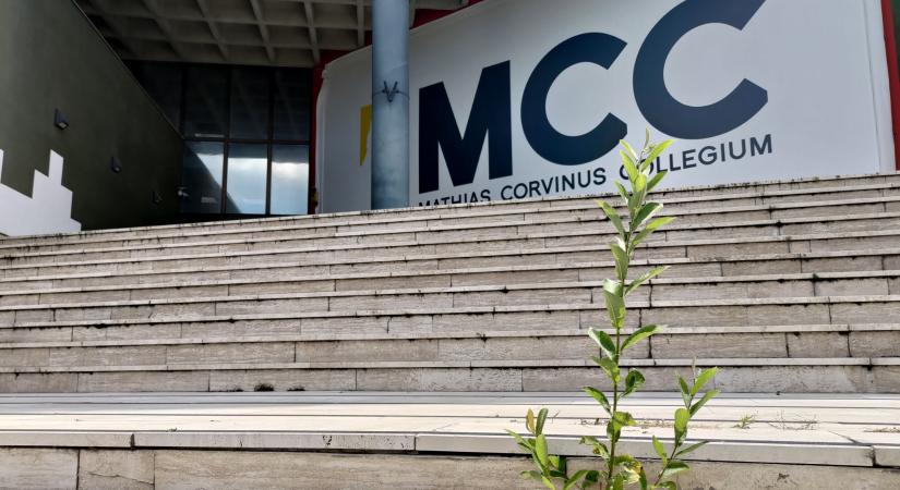Életerős cserjék és ambiciózus gyomnövények uralják az MCC gellérthegyi épületeit