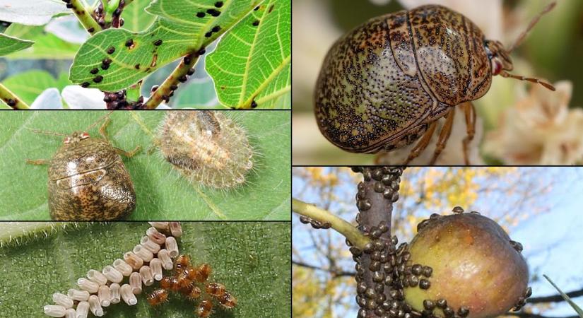 Kudzu poloska (Megacopta cribraria) a fügén – hogyan védekezzünk ellene?