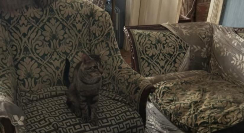Huszonöt macskával összezárva él egy nő egy ferencvárosi lakásban, az áradó bűz miatt kiakadtak a szomszédok