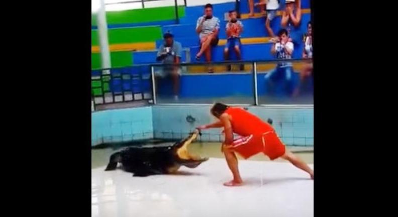 Elkapta a krokodil a mutatványos kezét - videó