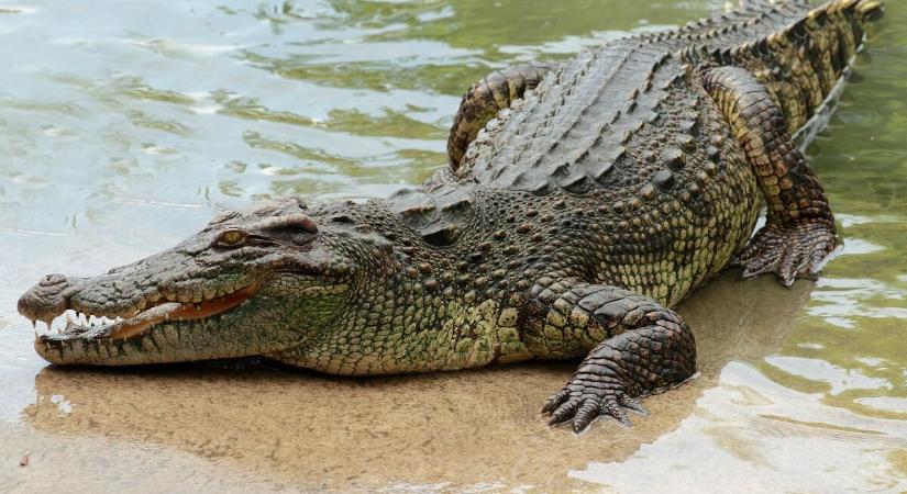 Krokodilláb a tányéron: 17 ezerért bárki megkóstolhatja a Godzillából készült levest