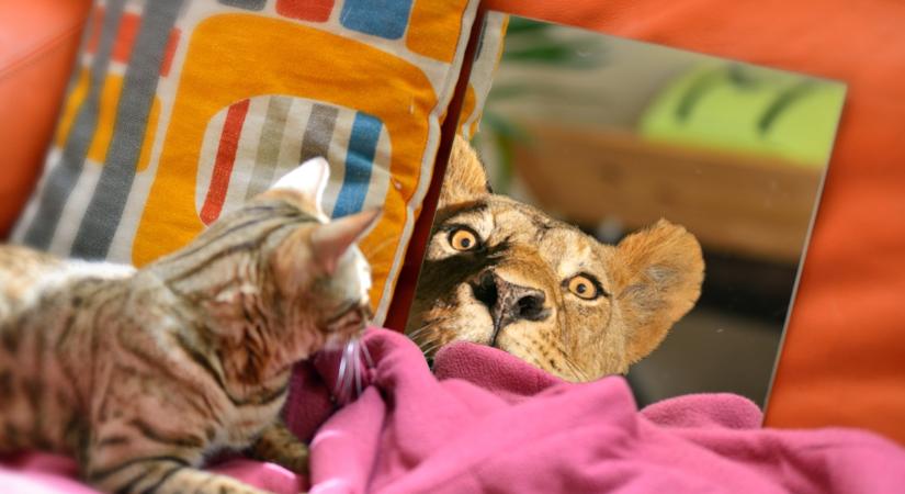 8 hasonlóság és különbség a nagymacskák és a háziasított macskák között